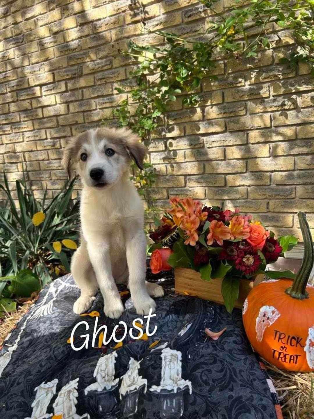 Meet the Boo Gang, a Adopted Great Pyrenees in St Thomas, ON image 5/6
