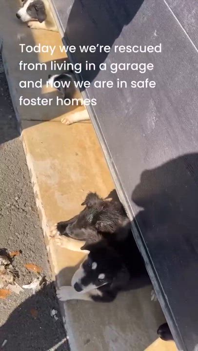 Enlarge Meet the Boo Gang, a Adopted Great Pyrenees in St Thomas, ON video 6/6