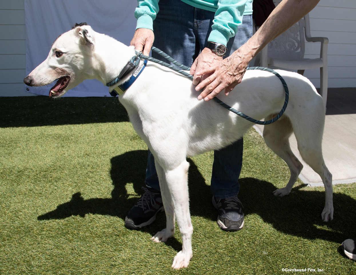 Connor, Adoptable, Adult Male Greyhound.