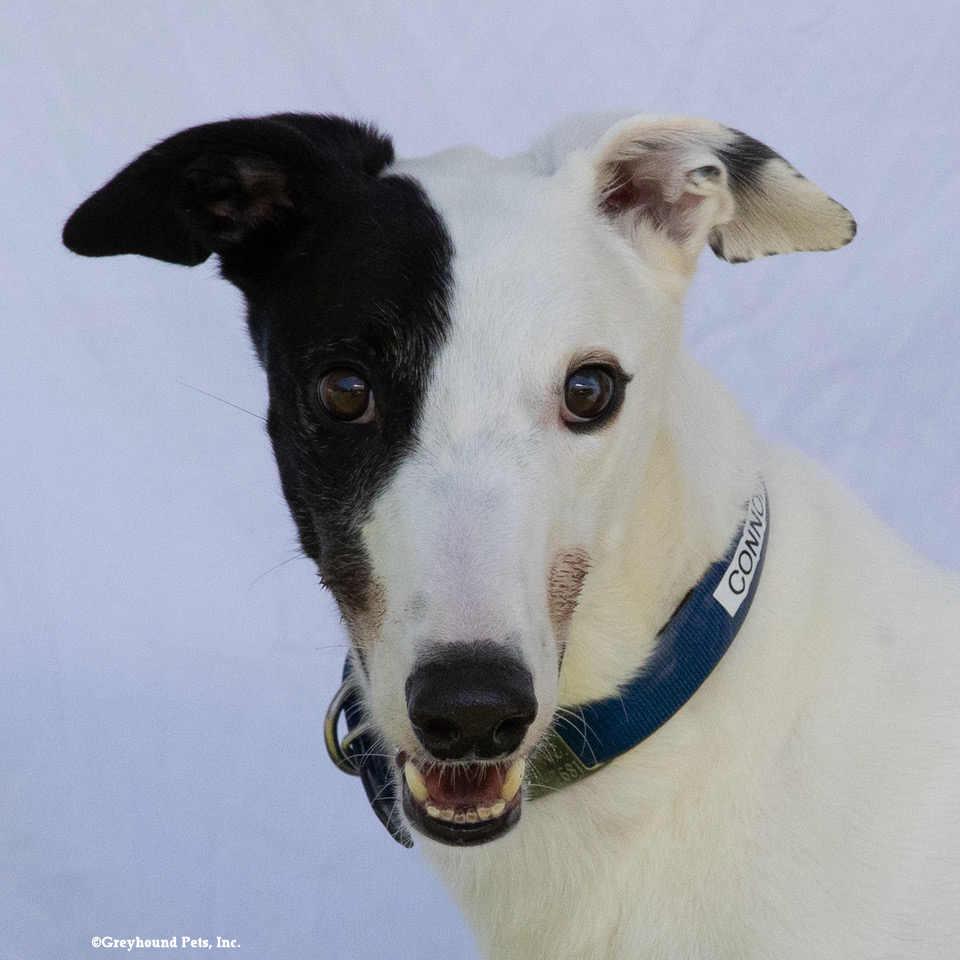 Enlarge Connor, a Adoptable Greyhound in Woodinville, WA image 2/2