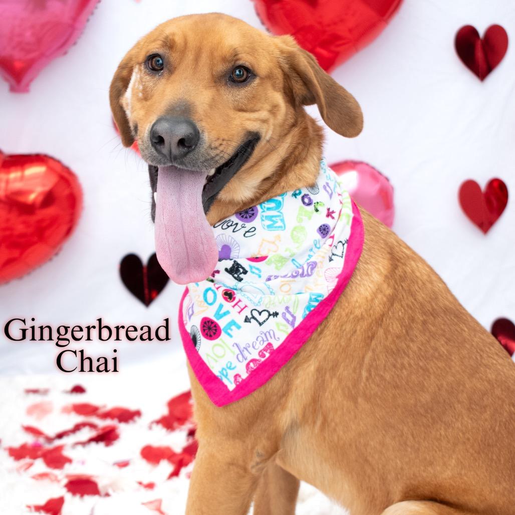 Gingerbread Chai, Adoptable, Adult Male Labrador Retriever & Mixed Breed.