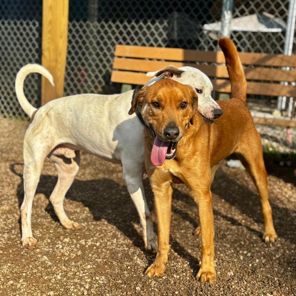 Gingerbread Chai, a Adoptable mixed breed in Parkersburg, WV image 2/4