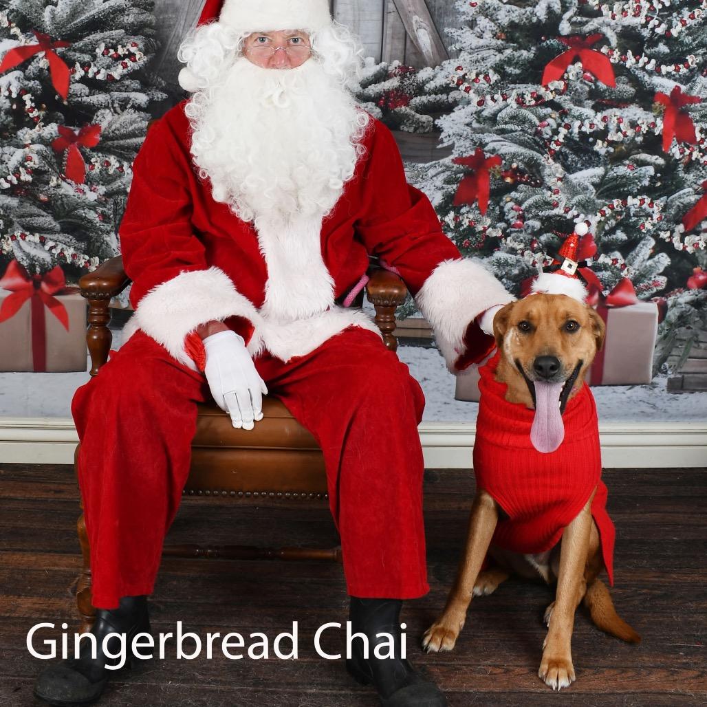 Gingerbread Chai, a Adoptable mixed breed in Parkersburg, WV image 3/4