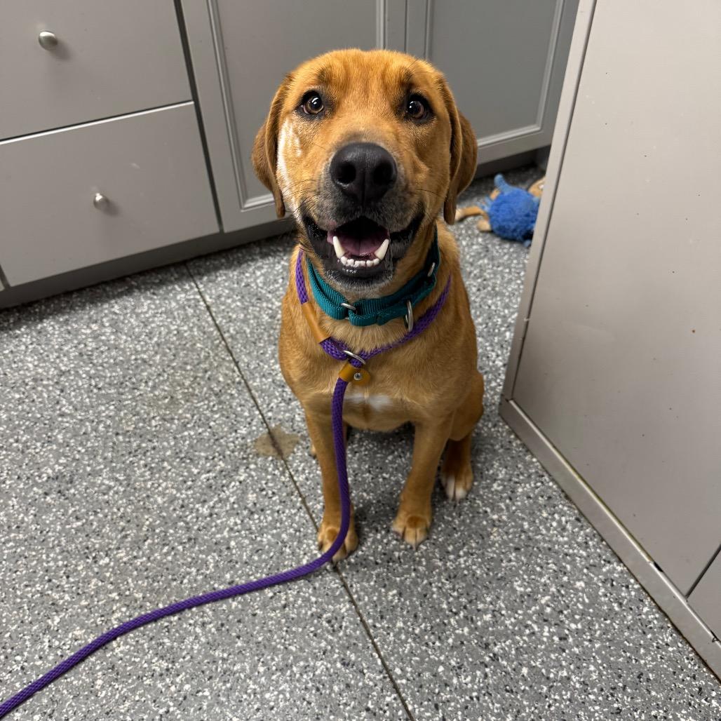 Gingerbread Chai, a Adoptable mixed breed in Parkersburg, WV image 4/4