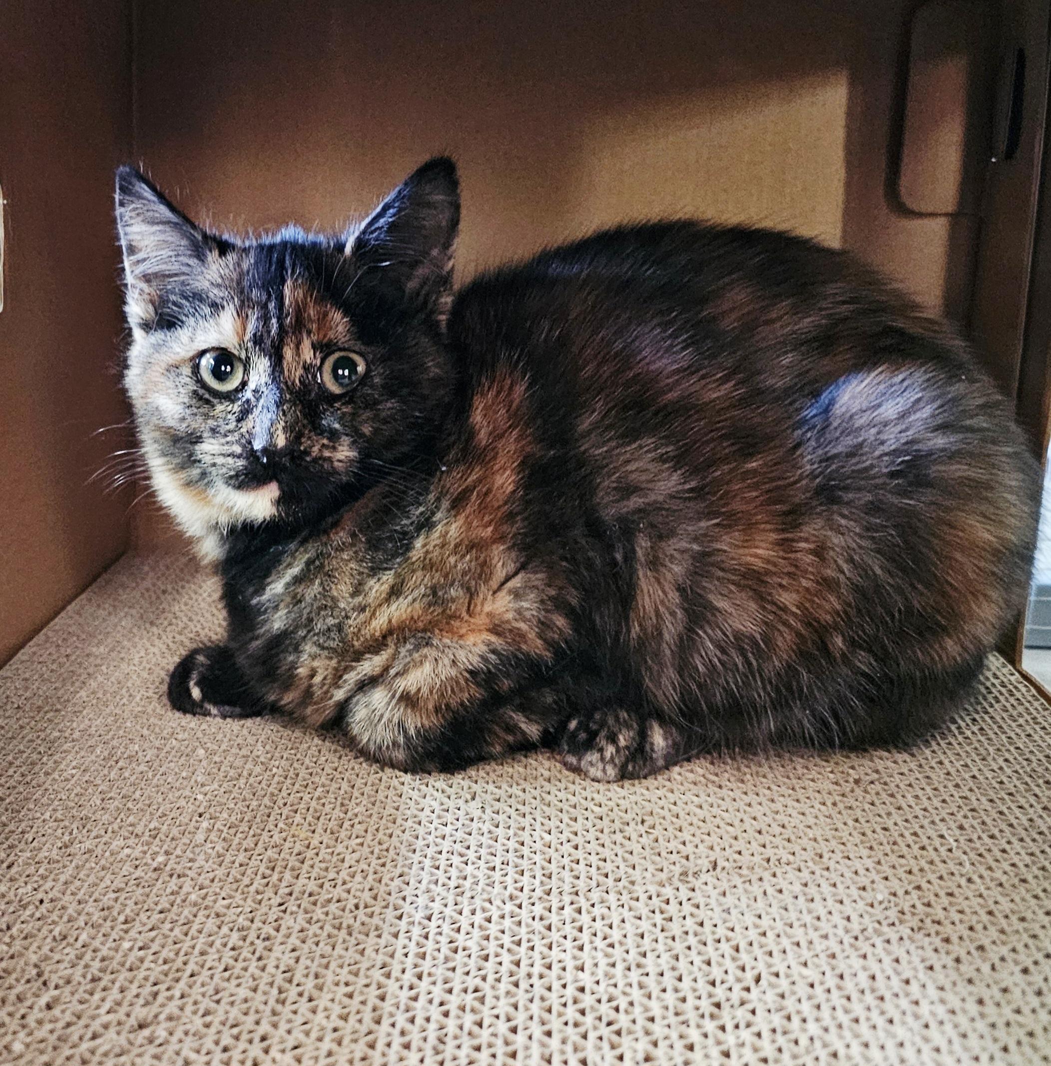 Spruce, an adoptable Domestic Short Hair in Pinedale, WY, 82941 | Photo Image 2