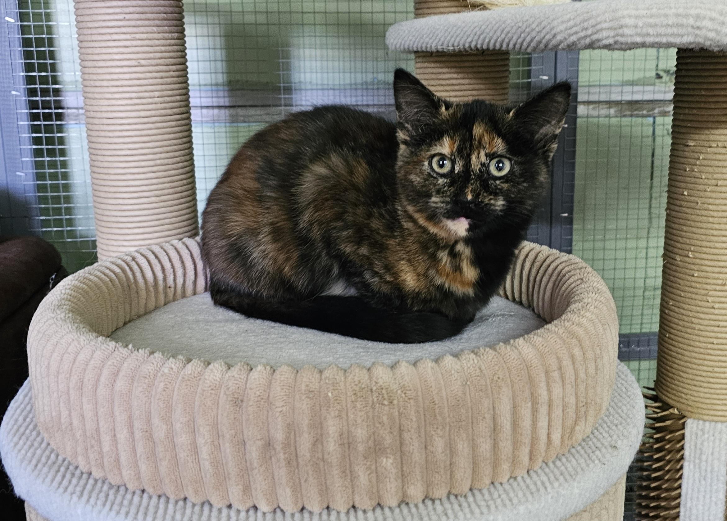Enlarge Spruce, an adopted Domestic Short Hair in Pinedale, WY image 3/6