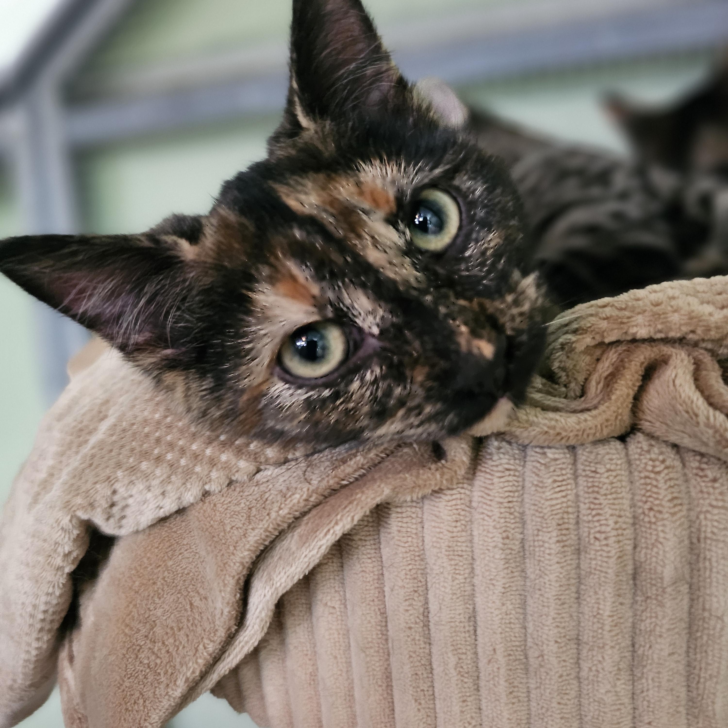 Enlarge Spruce, an adopted Domestic Short Hair in Pinedale, WY image 1/6