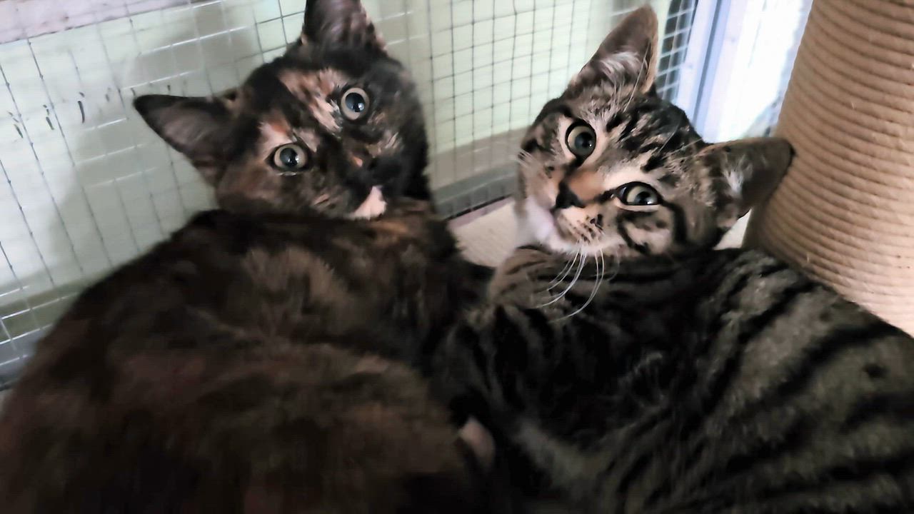 Enlarge Spruce, an adopted Domestic Short Hair in Pinedale, WY video 5/6