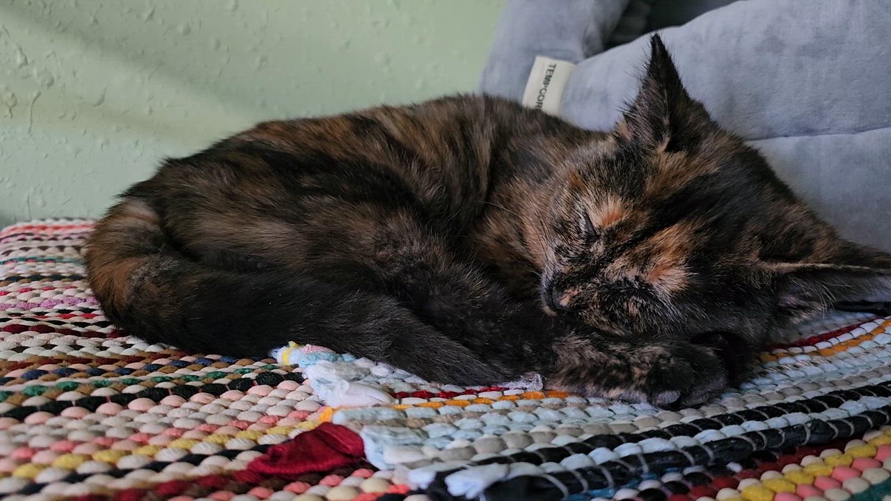 Enlarge Spruce, an adopted Domestic Short Hair in Pinedale, WY video 6/6