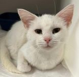 Snowball thumbnail 3