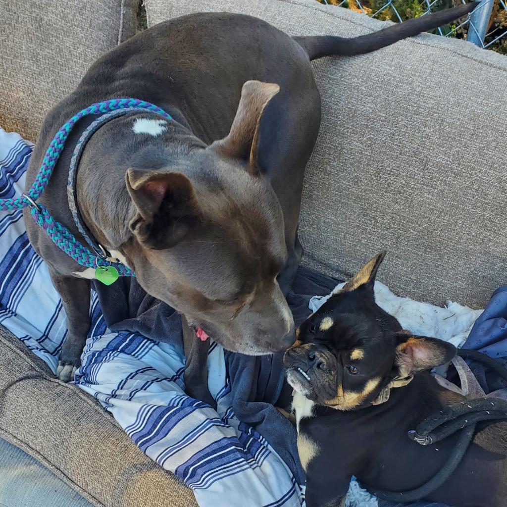 Fozzie Bear, a Adoptable Pit Bull Terrier in San Pablo, CA image 1/6