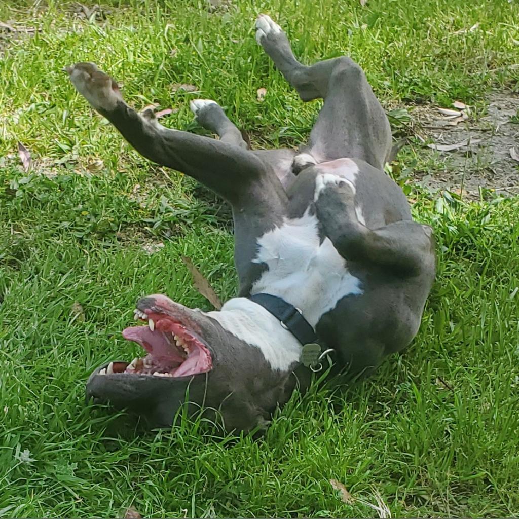 Enlarge Fozzie Bear, a Adoptable Pit Bull Terrier in San Pablo, CA image 3/6