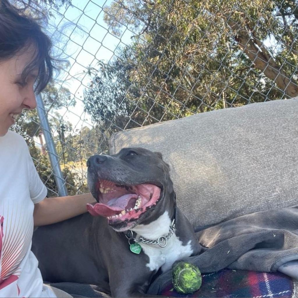 Fozzie Bear, a Adoptable Pit Bull Terrier in San Pablo, CA image 2/6