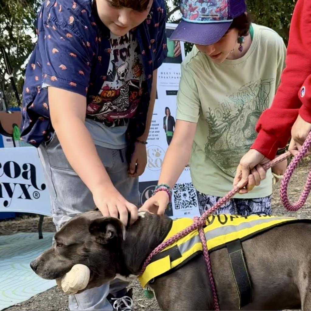 Fozzie Bear, a Adoptable Pit Bull Terrier in San Pablo, CA image 4/6