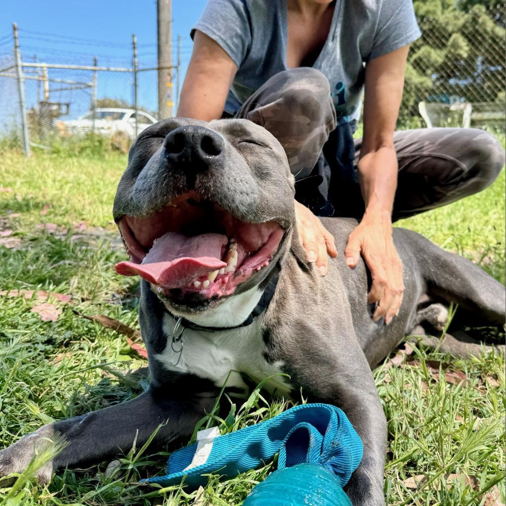 Fozzie Bear, Adoptable, Senior Male Pit Bull Terrier.