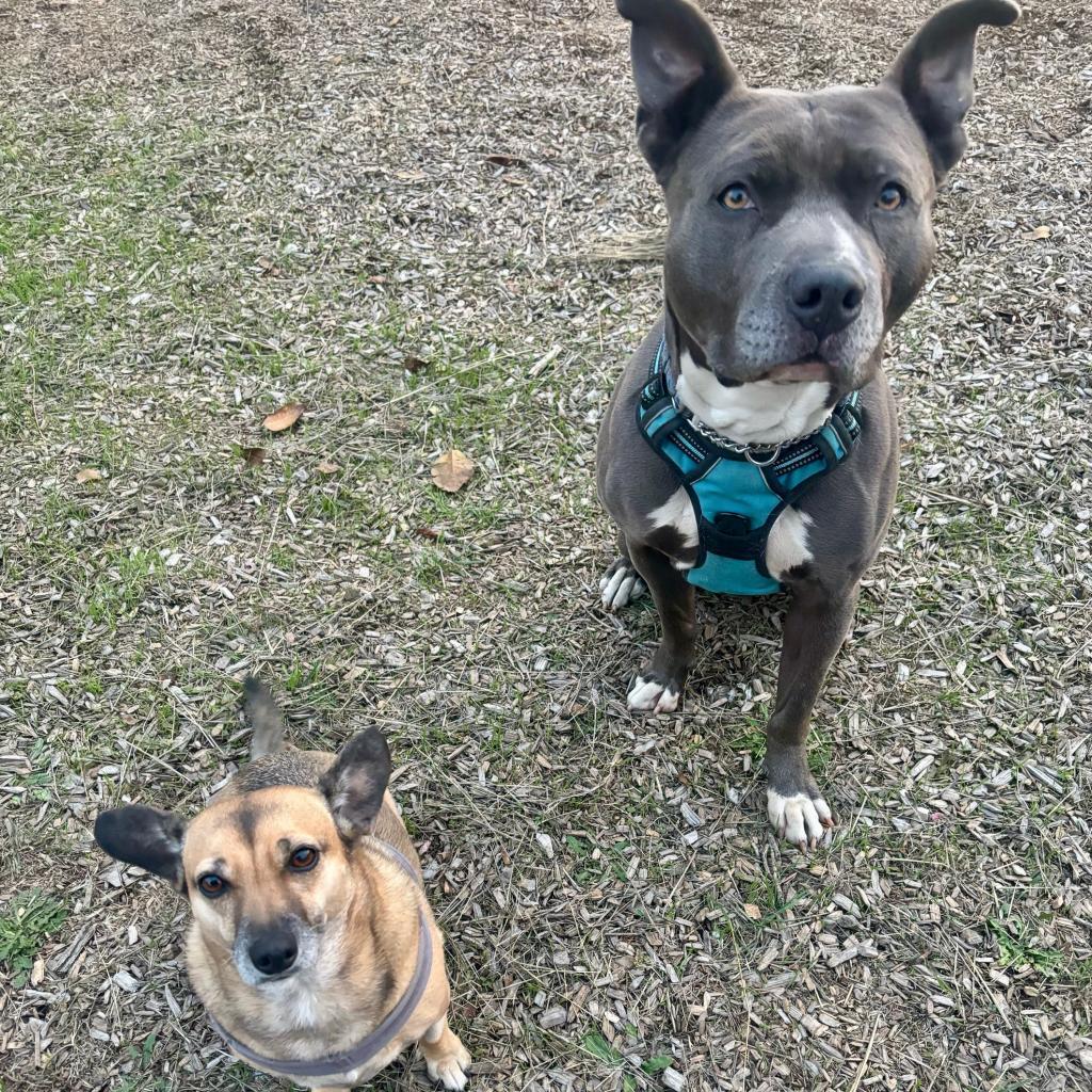 Fozzie Bear, a Adoptable Pit Bull Terrier in San Pablo, CA image 5/6