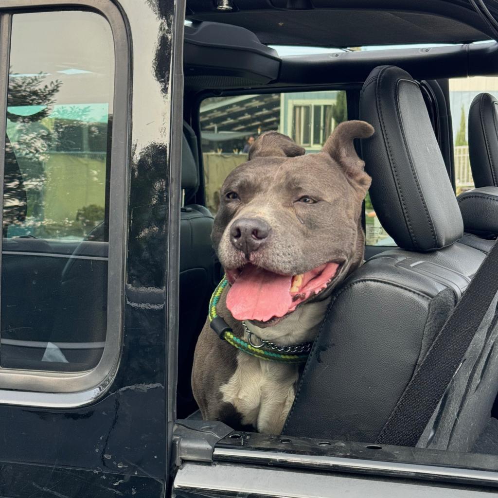 Fozzie Bear, a Adoptable Pit Bull Terrier in San Pablo, CA image 6/6