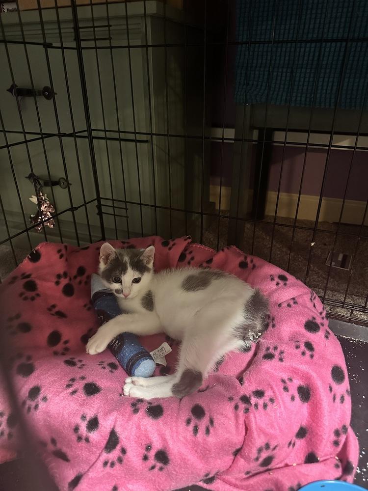 Enlarge Chili, a Adoptable mixed breed in Lebanon, OR image 1/5