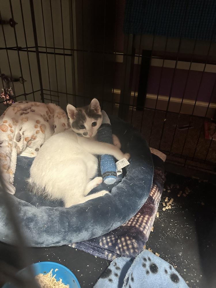 Enlarge Chili, a Adoptable mixed breed in Lebanon, OR image 4/5