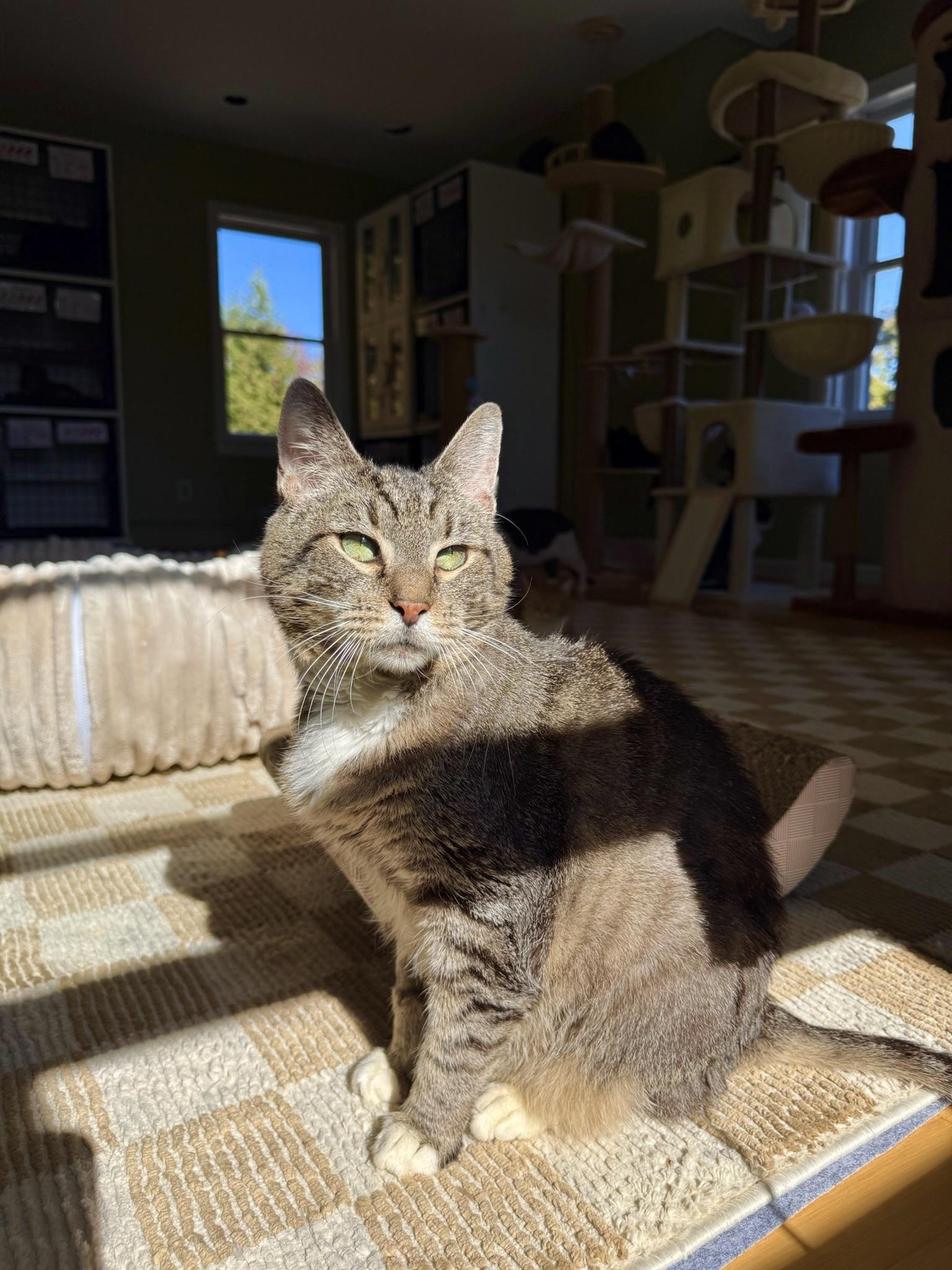 Enlarge Bailey, a Adoptable Domestic Short Hair in Ramsey, NJ image 4/6