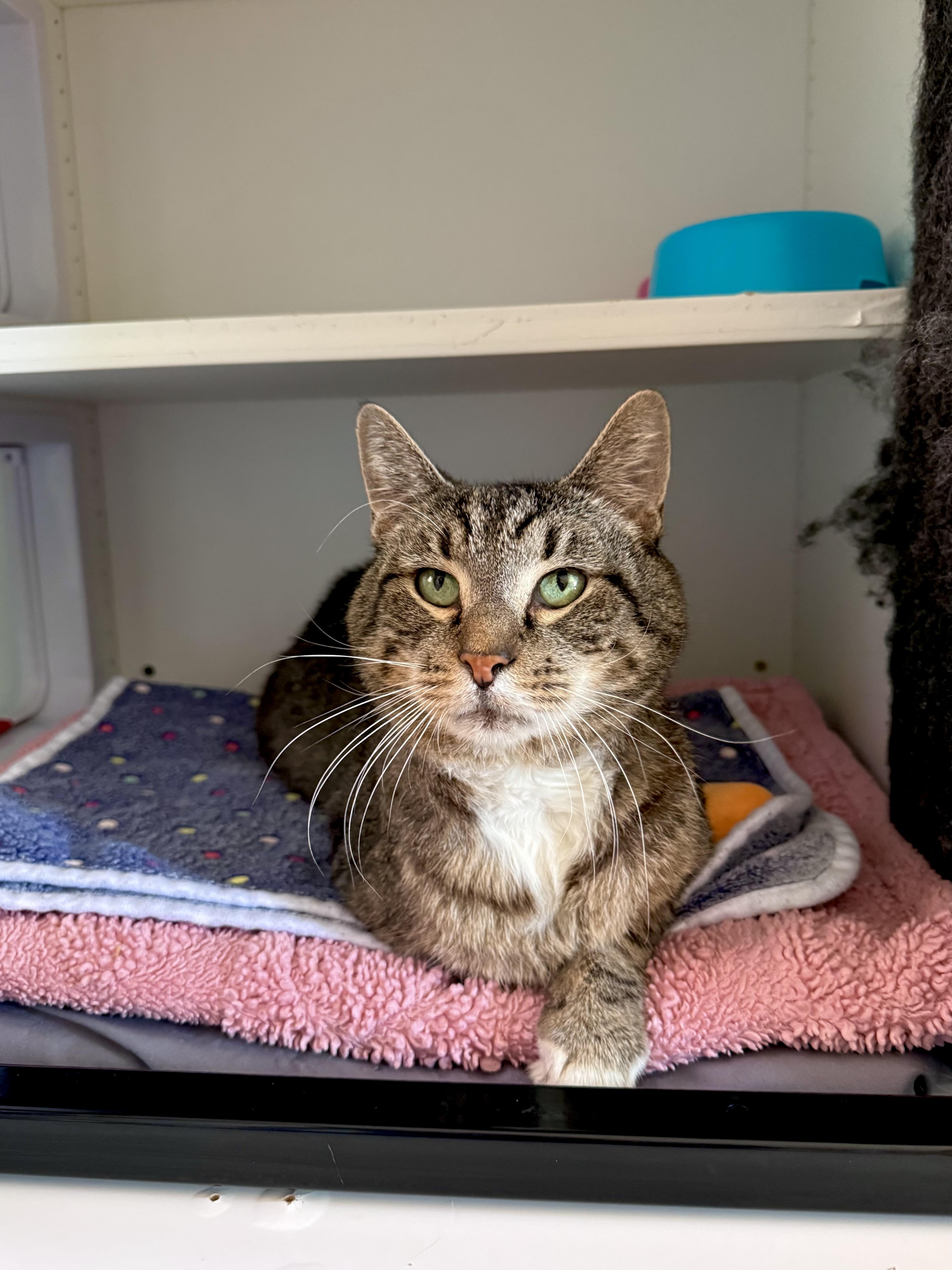 Enlarge Bailey, a Adoptable Domestic Short Hair in Ramsey, NJ image 2/6