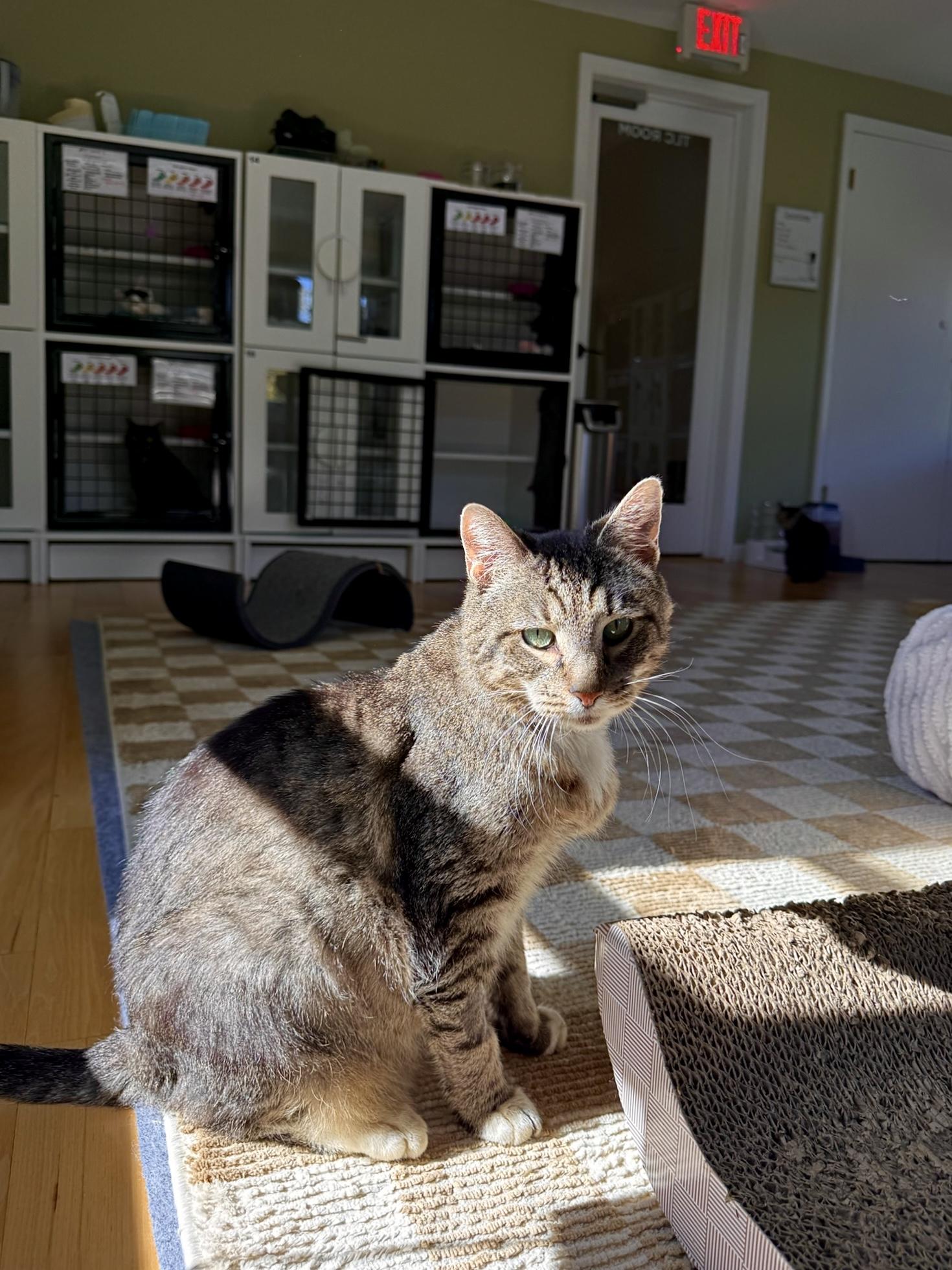 Enlarge Bailey, a Adoptable Domestic Short Hair in Ramsey, NJ image 5/6