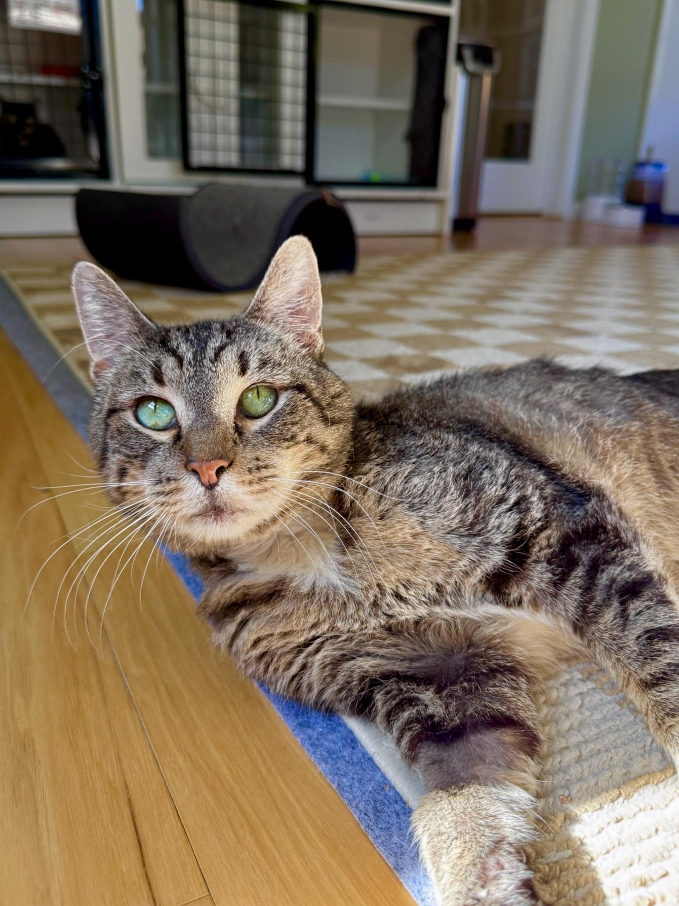 Bailey, Adoptable, Adult Male Domestic Short Hair.