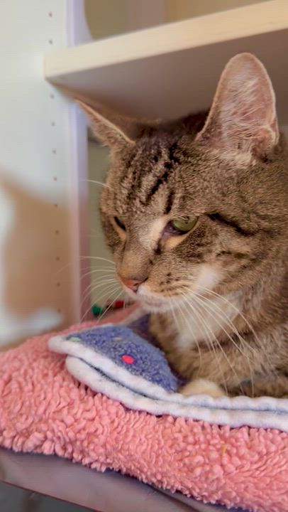 Enlarge Bailey, a Adoptable Domestic Short Hair in Ramsey, NJ video 6/6