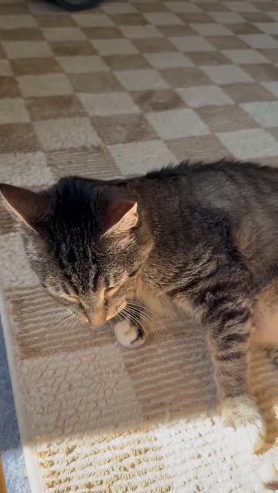 Enlarge Bailey, a Adoptable Domestic Short Hair in Ramsey, NJ video 3/6