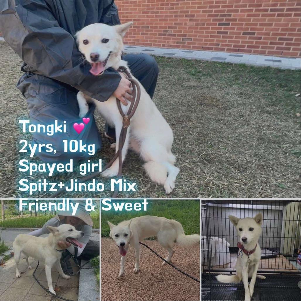 Tongki, Adoptable, Adult Female Jindo & Mixed Breed.