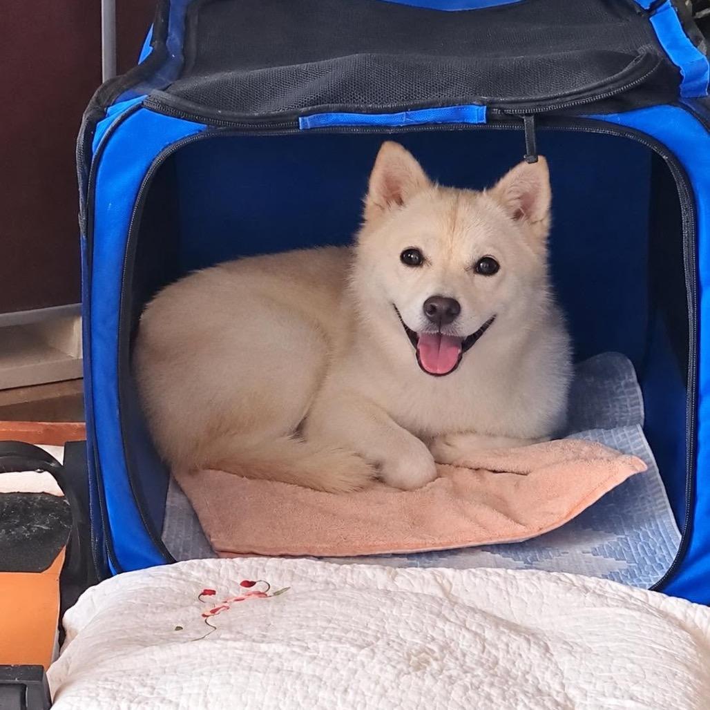 Enlarge Tongki, a Adoptable mixed breed in Bend, OR image 2/2