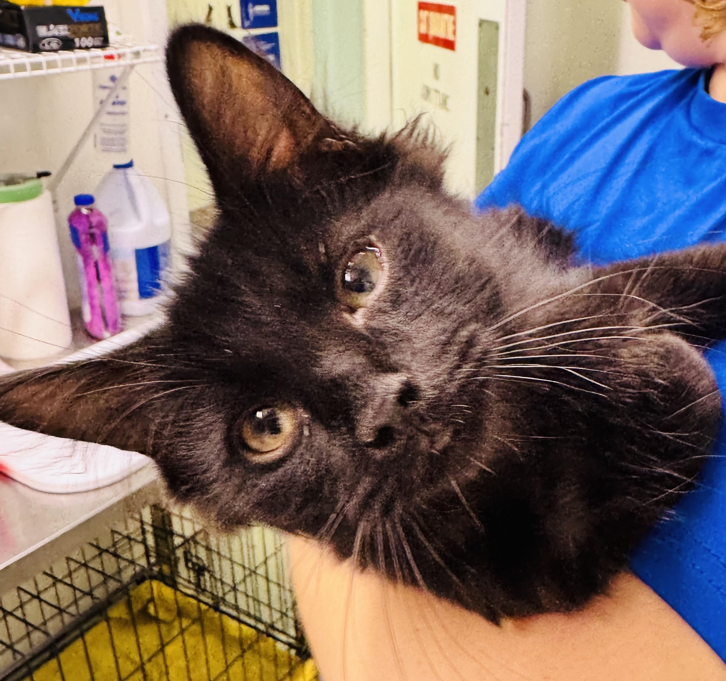 Lenny, Adoptable, Young Male Domestic Medium Hair.