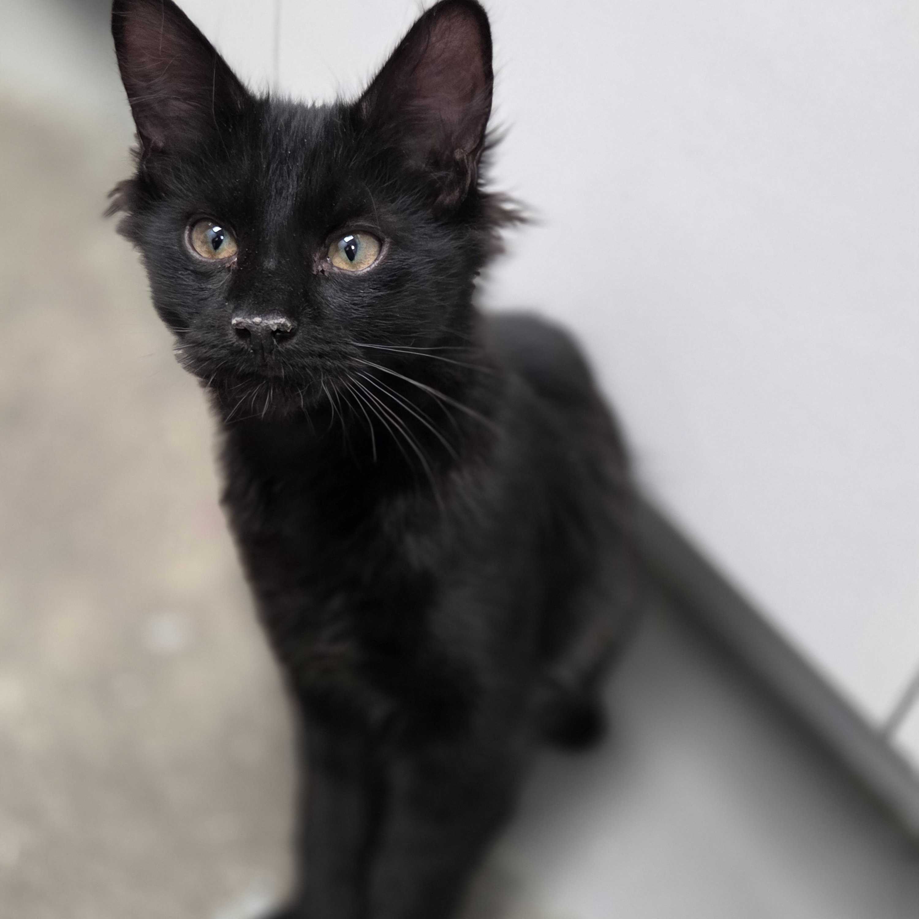 Lenny, a Adoptable Domestic Medium Hair in Brooks, AB image 2/3