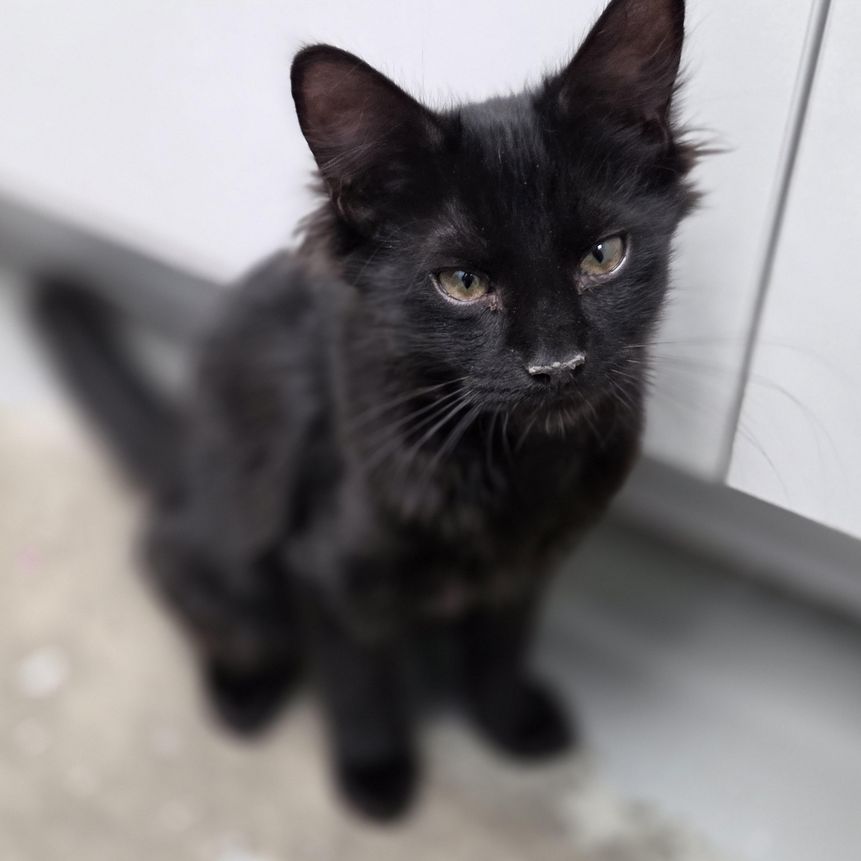 Lenny, a Adoptable Domestic Medium Hair in Brooks, AB image 3/3
