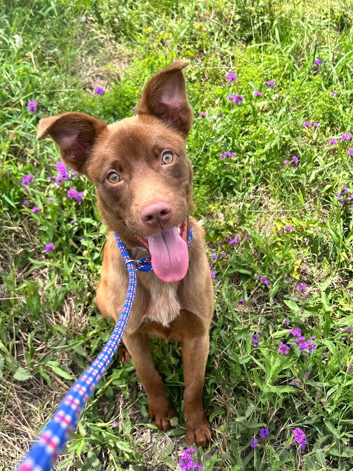Benji, an adoptable Labrador Retriever in Steamboat Springs, CO, 80477 | Photo Image 1