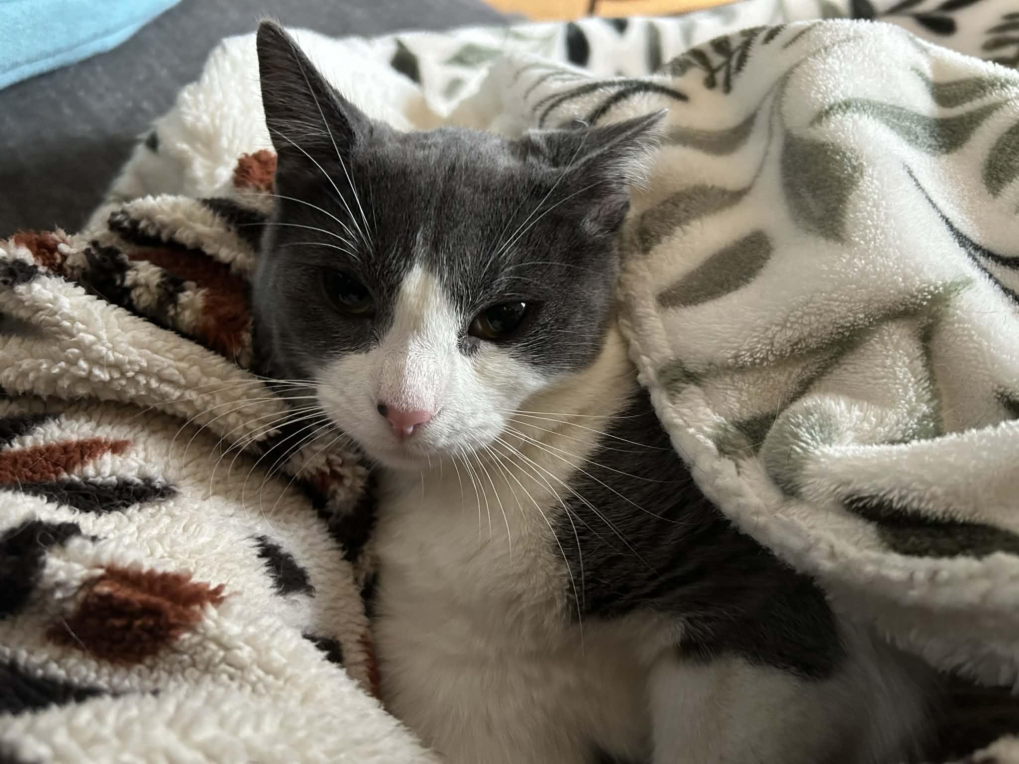 Enlarge Dizzle, a Adoptable Domestic Short Hair in Royal Oak, MI image 3/6