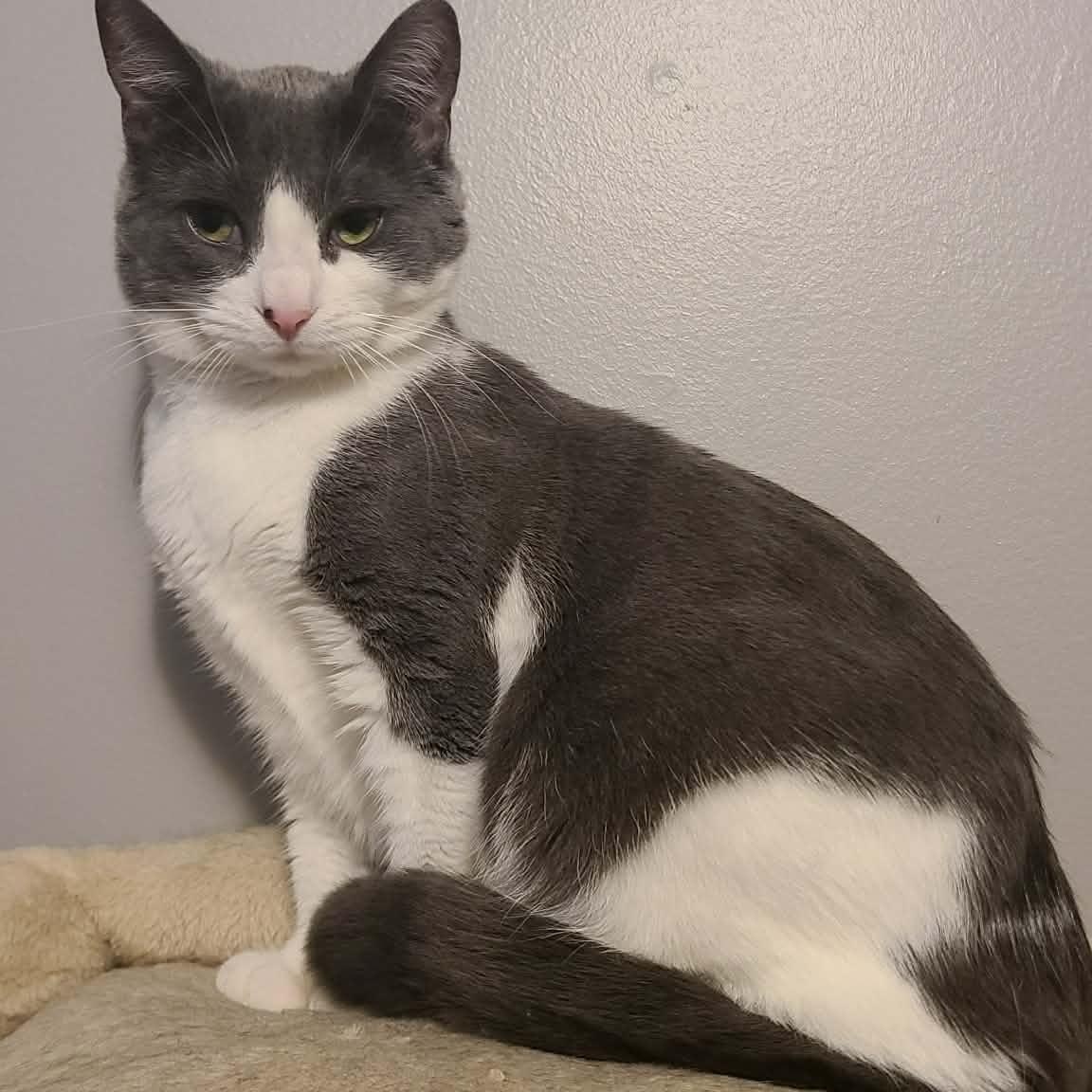 Dizzle, Adoptable, Kitten Female Domestic Short Hair.