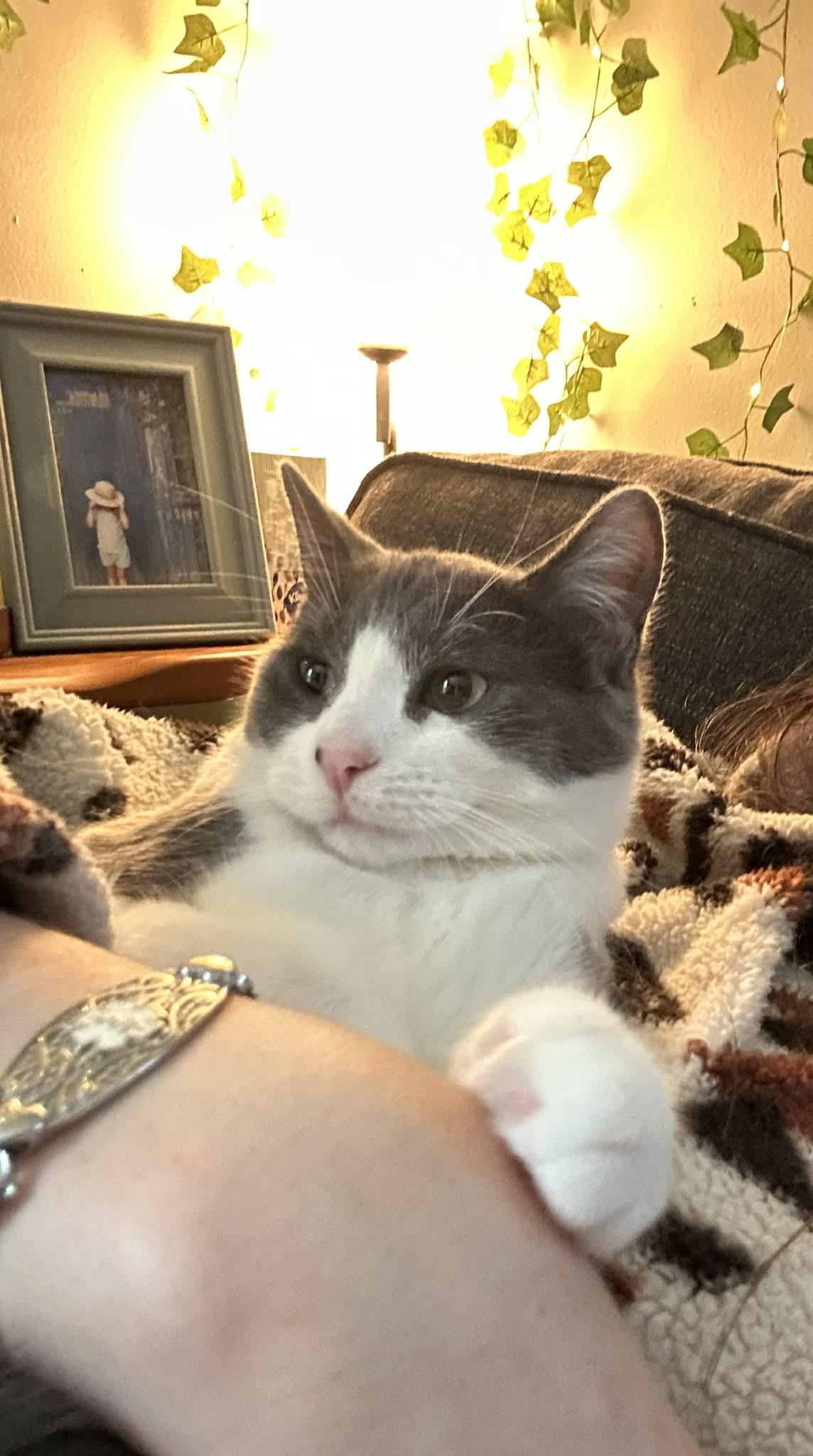 Enlarge Dizzle, a Adoptable Domestic Short Hair in Royal Oak, MI image 1/6