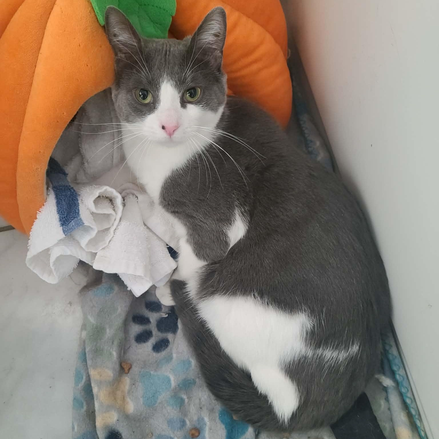 Enlarge Dizzle, a Adoptable Domestic Short Hair in Royal Oak, MI image 4/6