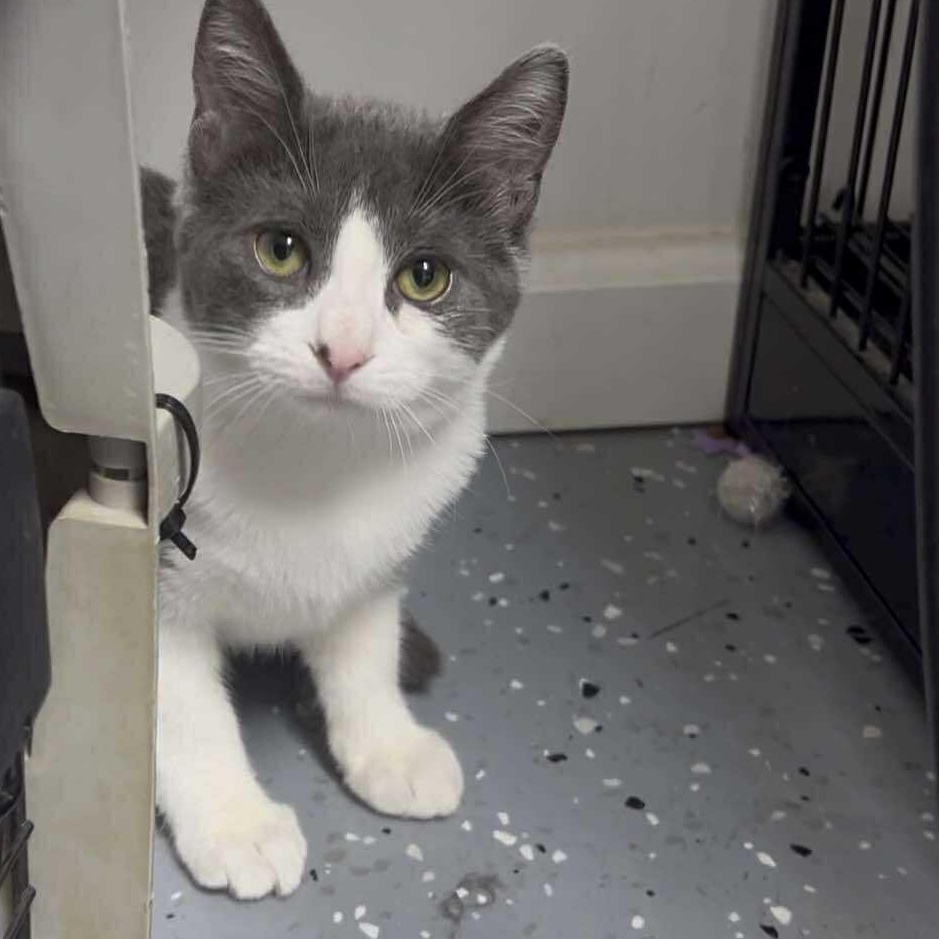 Enlarge Dizzle, a Adoptable Domestic Short Hair in Royal Oak, MI image 4/6