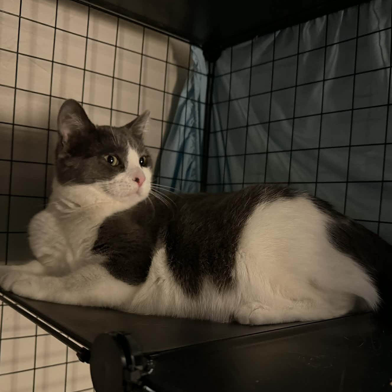 Enlarge Dizzle, a Adoptable Domestic Short Hair in Royal Oak, MI image 5/6