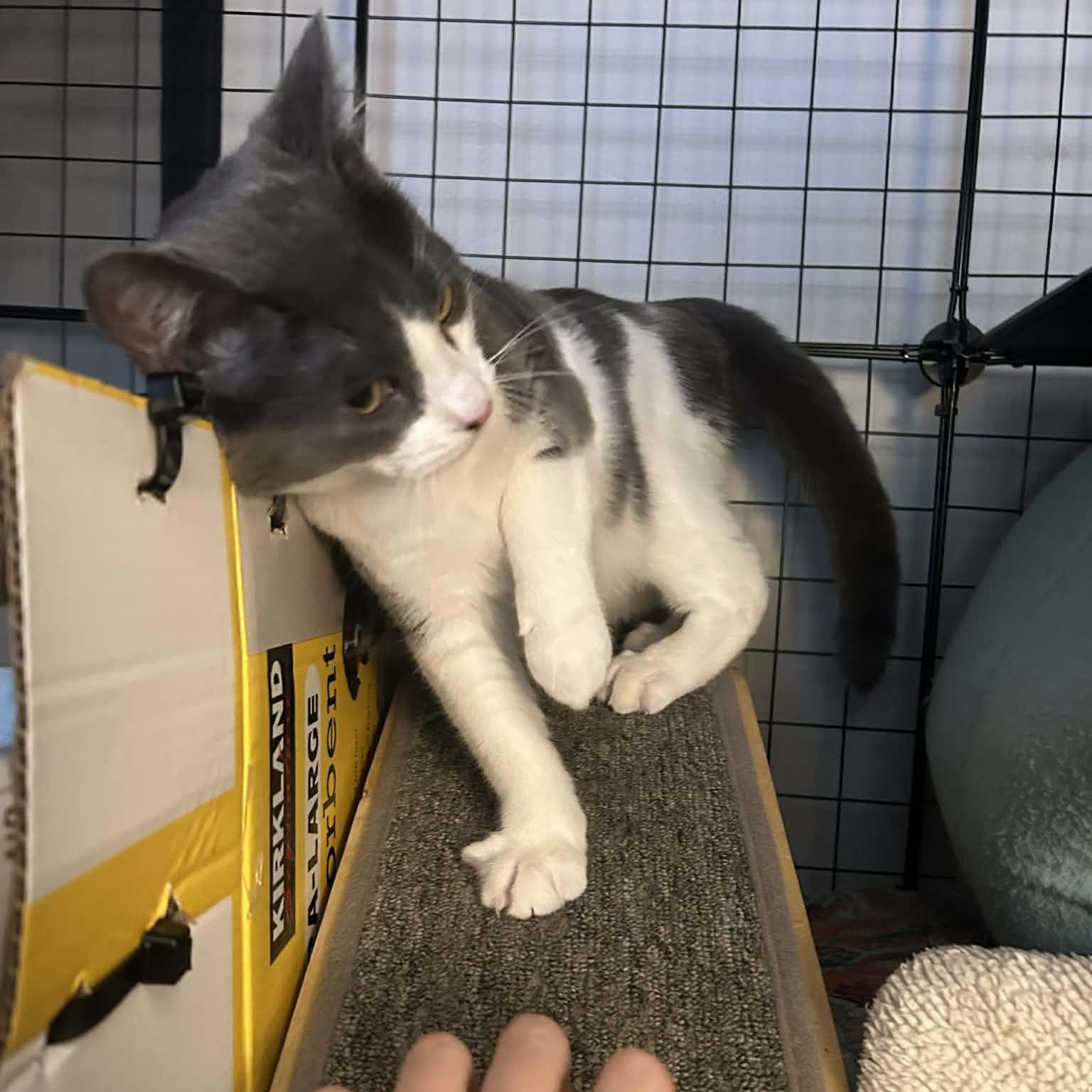 Enlarge Dizzle, a Adoptable Domestic Short Hair in Royal Oak, MI image 2/6