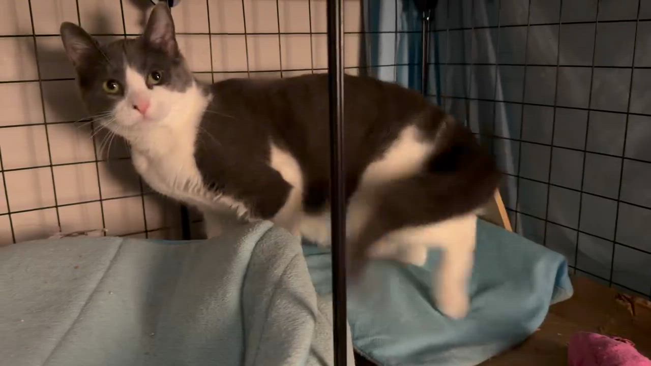 Enlarge Dizzle, a Adoptable Domestic Short Hair in Royal Oak, MI video 6/6