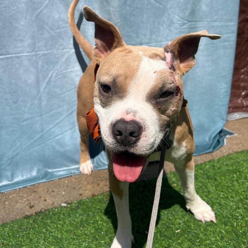 Enlarge Pepe, a Adoptable mixed breed in Wytheville, VA image 3/5