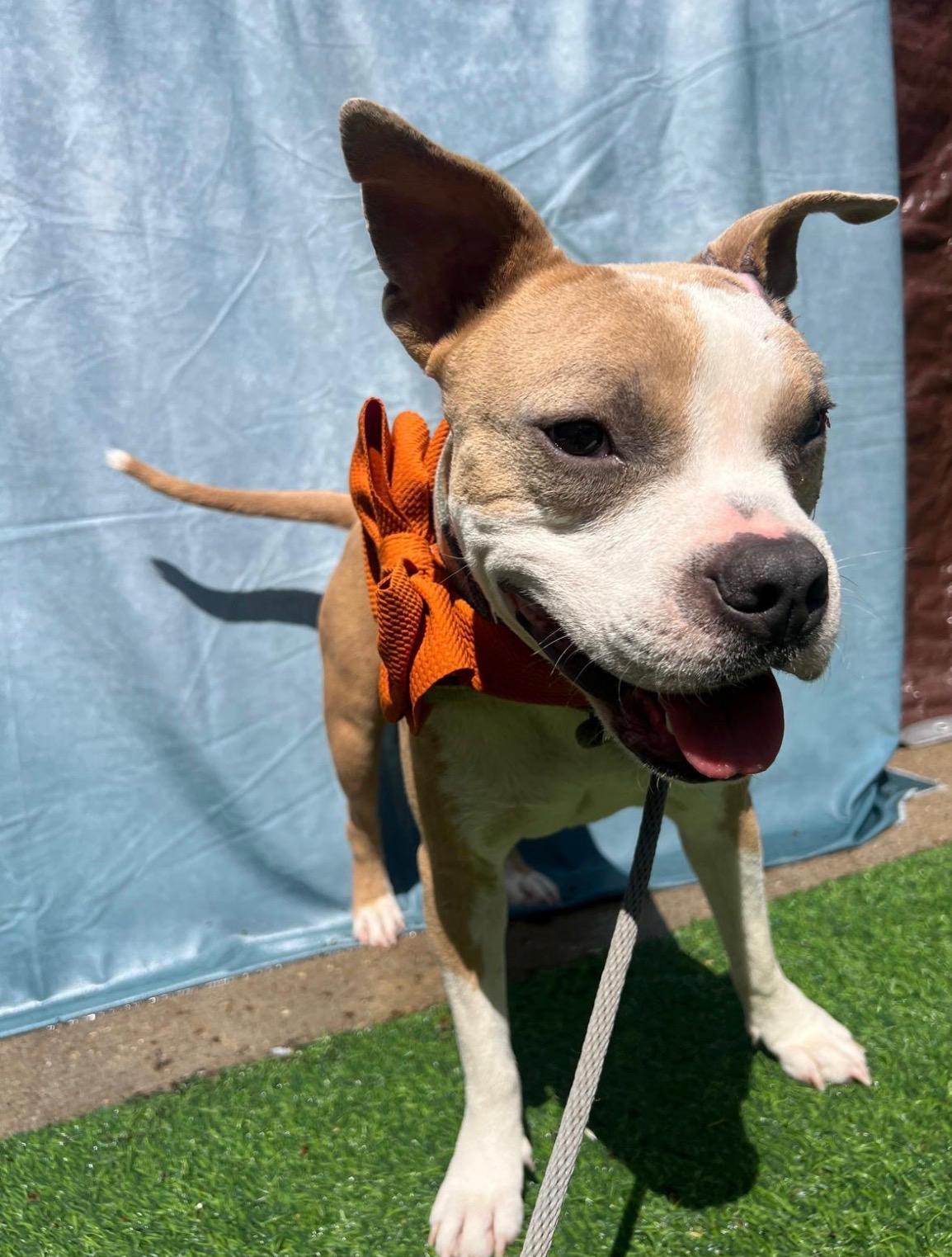 Enlarge Pepe, a Adoptable mixed breed in Wytheville, VA image 5/5