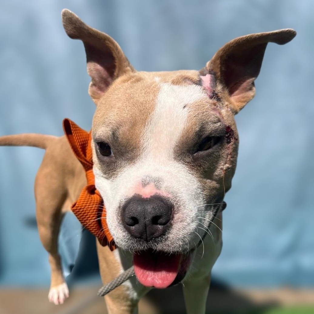Enlarge Pepe, a Adoptable mixed breed in Wytheville, VA image 2/5