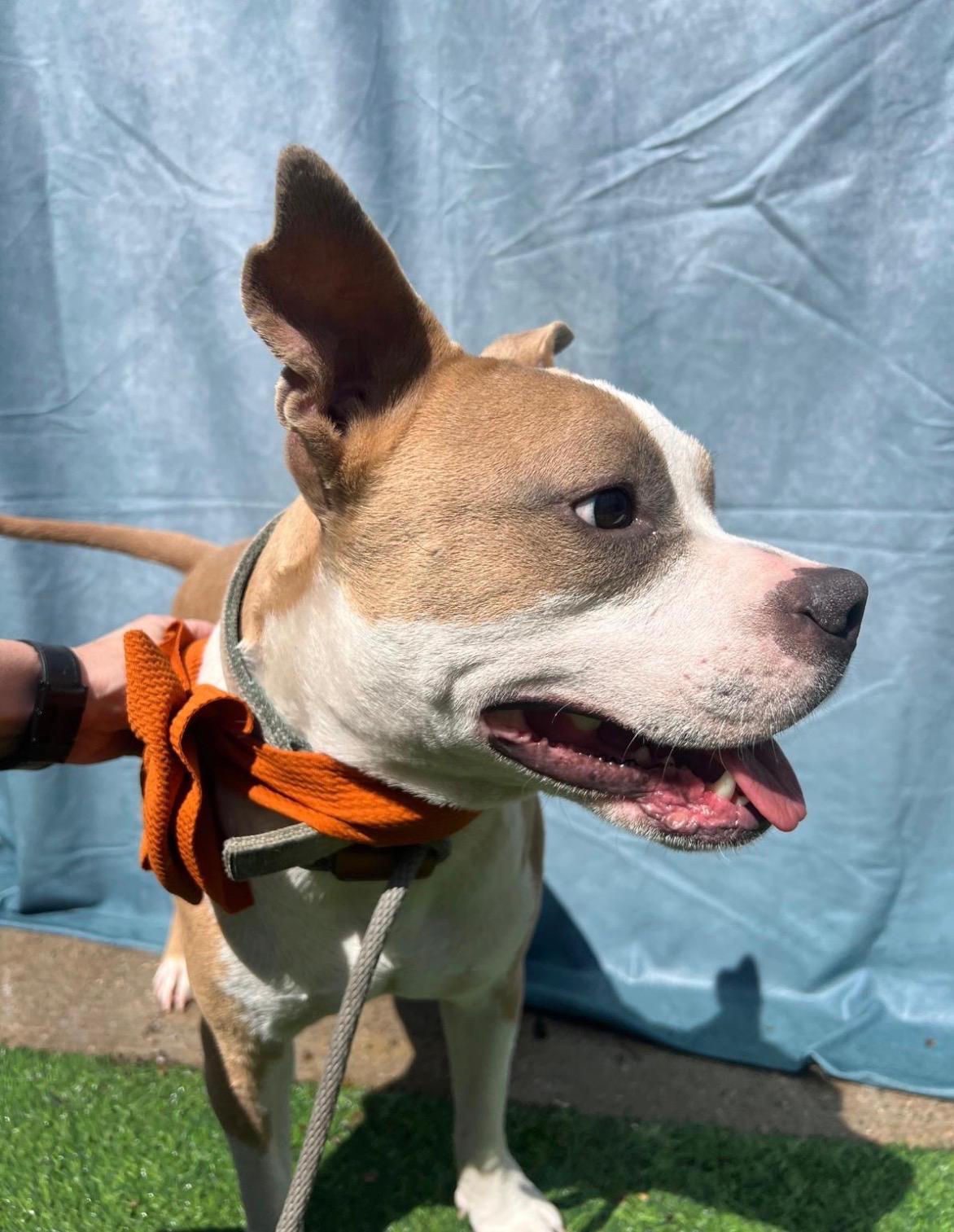 Enlarge Pepe, a Adoptable mixed breed in Wytheville, VA image 4/5
