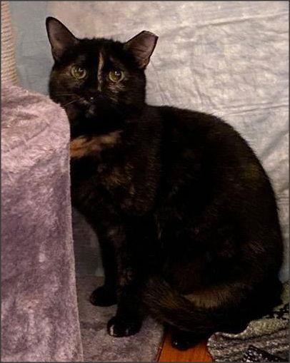 Honeysuckle (Foster Cat), Adoptable, Young Female Domestic Short Hair & Tortoiseshell.