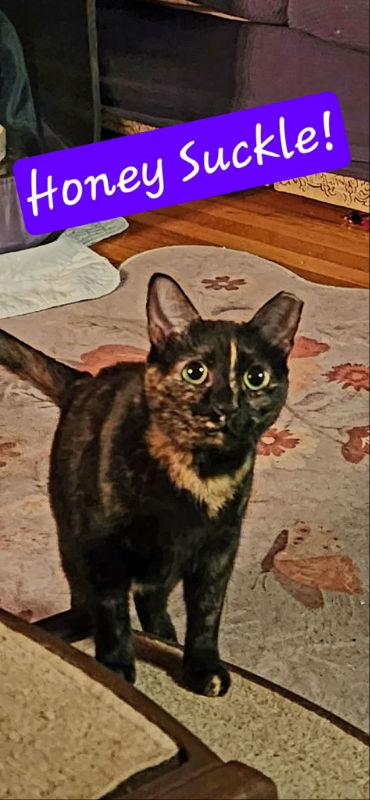 Enlarge Honeysuckle (Foster Cat), a Adoptable mixed breed in Gettysburg, PA image 3/3