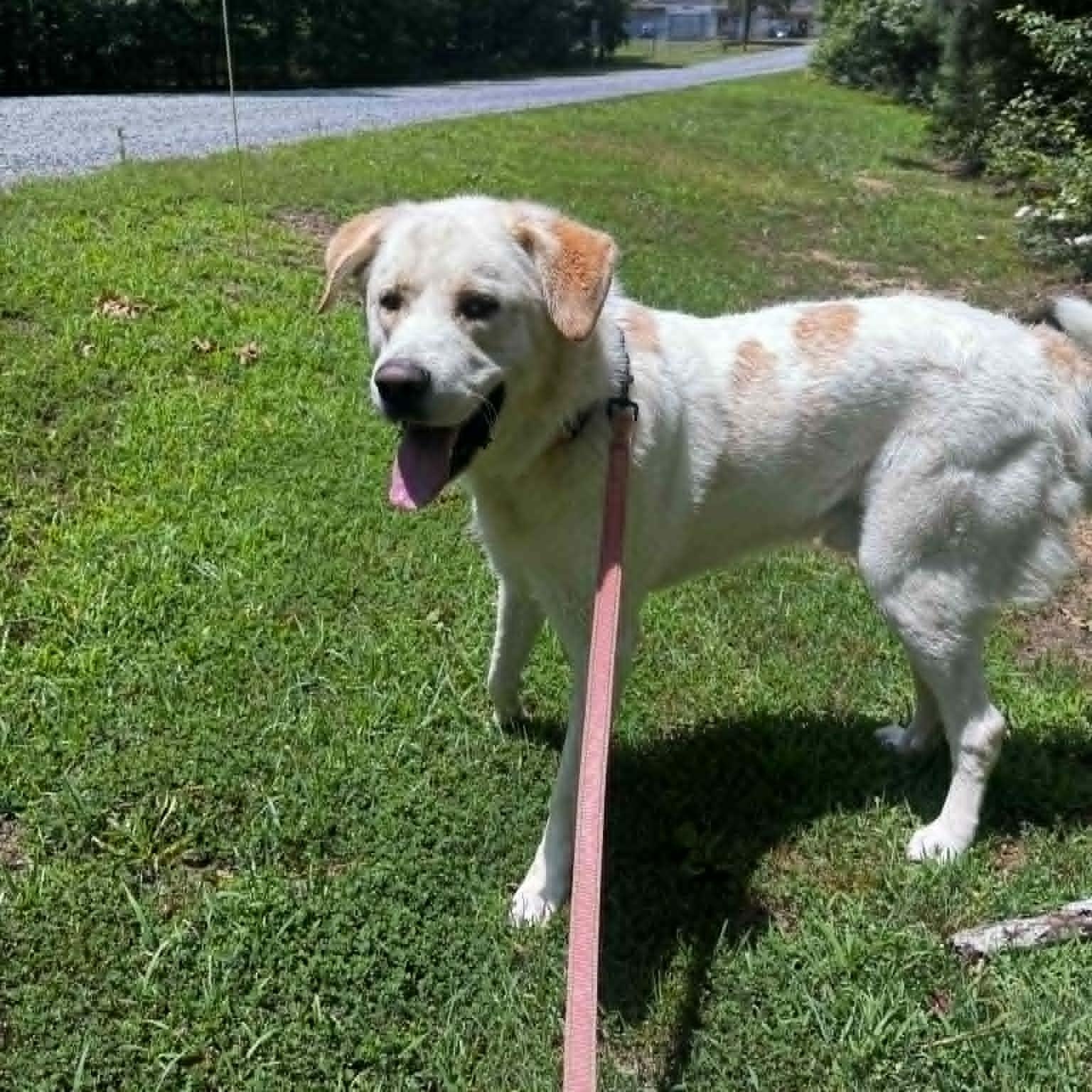 Enlarge Tigger, a Adoptable mixed breed in Orange, VA image 3/6